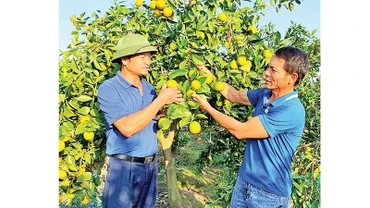 Nông dân huyện Yên Mỹ, tỉnh Hưng Yên chuyển đổi sang trồng cam mang lại thu nhập cao.