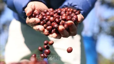 Cà-phê đặc sản của trang trại Aeroco Coffee, thành phố Buôn Ma Thuật, tỉnh Đắk Lắk. (Ảnh: Tuấn Anh-TTXVN)