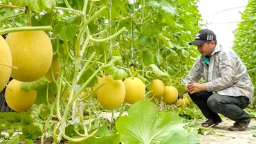 Mô hình khởi nghiệp của anh Trần Văn Thiệu, khóm 4, phường Tân Thành (TP Cà Mau, Cà Mau) trồng dưa lưới tiêu chuẩn VietGAP theo công nghệ của Israel. Ảnh: Lê Phương