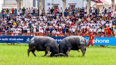 Đông đảo người dân và du khách tham dự, cổ vũ cho Lễ hội chọi trâu truyền thống Đồ Sơn năm 2024.