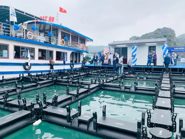 Cụm lồng bè nuôi trồng thủy sản thiết kế kiểu mới vừa hạ thủy trên biển Cát Bà.