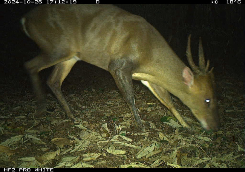 Loài mang lớn (Muntiacus vuquangensis) được ghi nhận từ 5 khu vực đặt bẫy ảnh. Ảnh: WWF-Việt Nam.