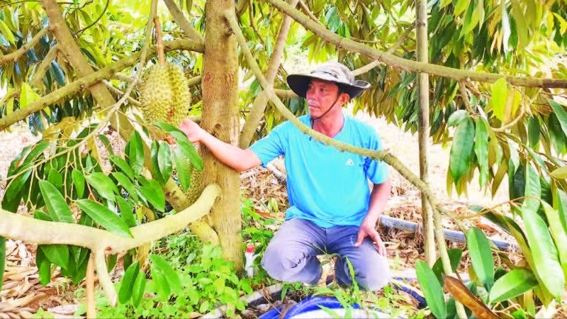 Mô hình trồng sầu riêng phát triển kinh tế gia đình ở xã Ia Dom.