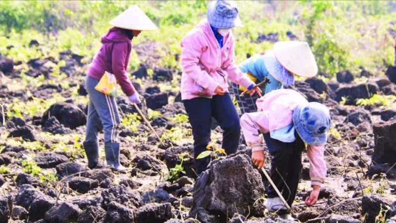 Trên cánh đồng đá dung nham núi lửa phủ kín bề mặt, người dân phải cần mẫn tìm từng khe đá nhỏ để tra hạt.