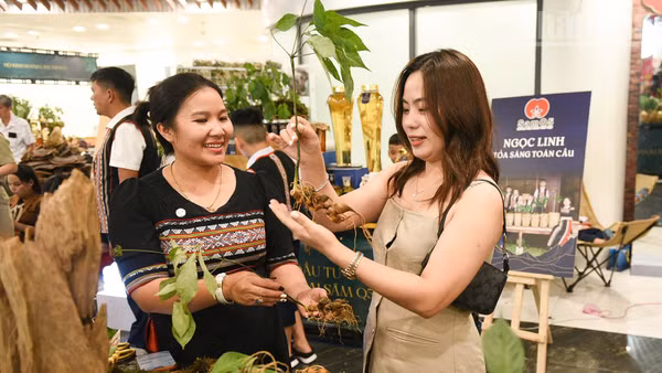 Người dân được thấy những cây sâm Ngọc Linh.