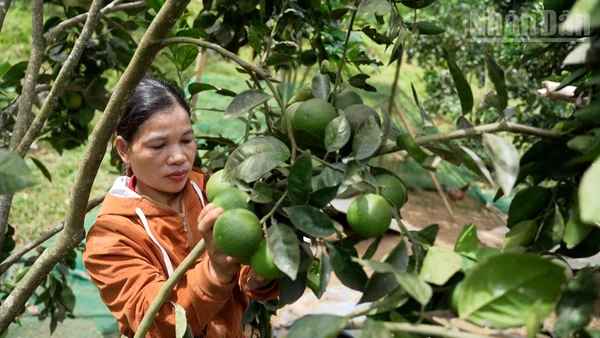 Xã Đăk Kôi Thu Hút Đầu Tư Phát Triển Du Lịch Cộng Đồng Chị Bnướch Thị Blắc Bên Vườn Cam Của Mình. (Ảnh: Hiền Thúy).