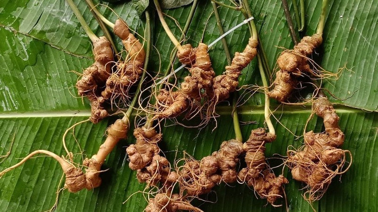 Sâm Lai Châu là loài cây bản địa, đặc hữu, phân bố hẹp trên địa bàn tỉnh Lai Châu, được người dân bản địa sử dụng làm thuốc từ rất lâu. sam-ngoc-linh-4222.jpg