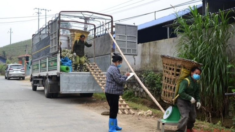 Thương lái thu mua dứa quả tươi của người dân Bản Lầu để bán nguyên liệu cho các nhà máy chế biến ở Hà Nam, Hưng Yên, Ninh Bình. (Ảnh: nhandan.vn) dua2-1647227104725-1261.jpg