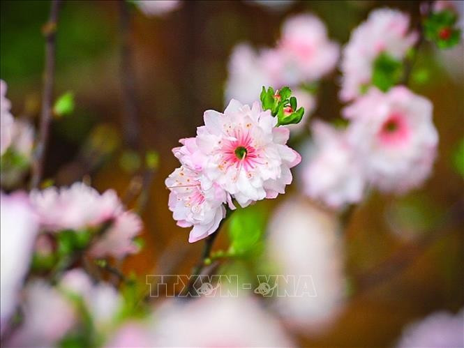 Vẻ đẹp tinh khôi của hoa nhất chi mai khi tiết trời vào Xuân.