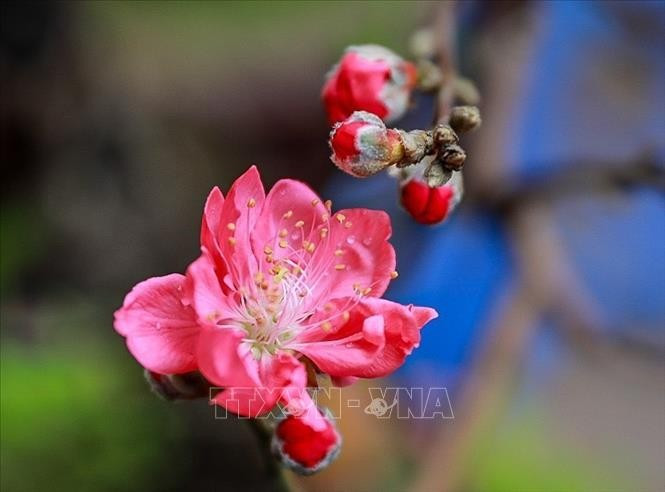 Bích đào bung nở rực rỡ đón Tết.