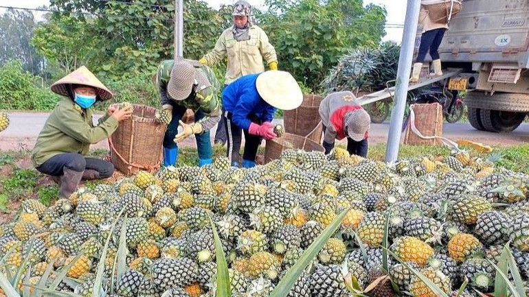 Nhà máy chế biến dứa Đồng Giao thu mua dứa quả tại ngay chân ruộng cho bà con. a-dua-1649677086695-8267.jpg