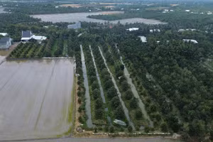 Khu vực đất lúa và vườn cây ăn trái xen nhau ở xã Mỹ Thành (tỉnh Đồng Tháp).