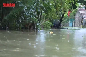 [Video] Tăng cường phòng, chống dịch bệnh trong và sau lụt bão, mưa lũ