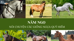 Năm ngọ nói chuyện các giống ngựa quý hiếm