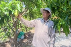 Ông Nhàn giới thiệu thành quả trồng trọt của mình.