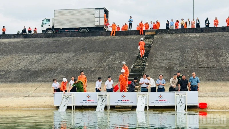 Công ty Thủy điện Sông Tranh đã thả 30.000 con cá giống gồm cá trắm cỏ và cá mè xuống lòng hồ.