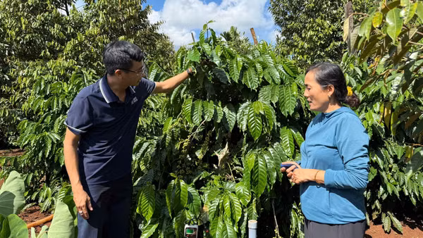 Mô hình trồng cà-phê bền vững tại phường Ea Kao, tỉnh Đắk Lắk. (Ảnh: MINH ANH)