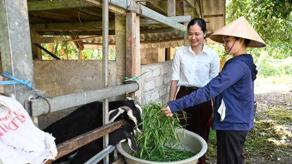 Mô hình nuôi dê phù hợp với điều kiện, phương thức sản xuất của người dân vùng lũ Hương Khê, Hà Tĩnh. (Ảnh: Đức Chiến)