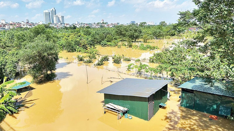 Nhiều diện tích hoa màu của người dân khu vực bãi giữa sông Hồng bị hư hỏng. nuocsonghongdangcao3.jpg