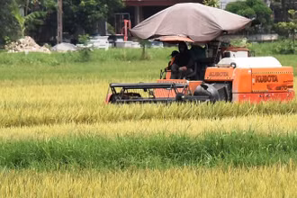 Nông dân huyện Ý Yên (Nam Định) thu hoạch lúa xuân sớm.