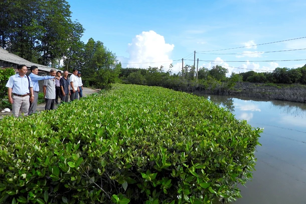 Mô hình trồng cây chống sạt lở ven sông bảo vệ đường nông thôn ở ấp Đất Sét, xã Phú Thuận, huyện Phú Tân (Cà Mau) được quần chúng nhân dân đánh giá cao.