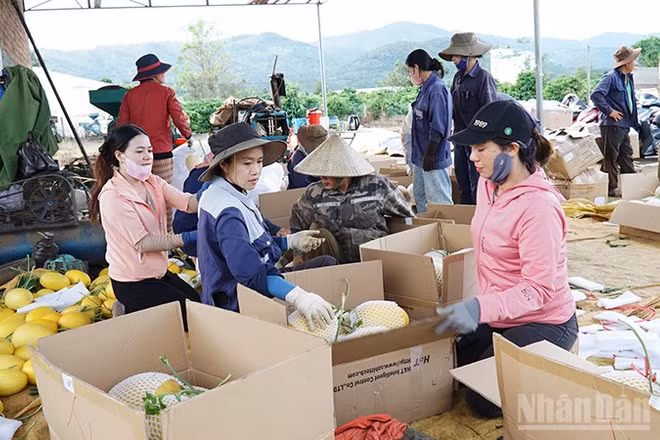 Người dân xã Ia Phí đóng gói sản phẩm dưa lưới để đưa ra thị trường.