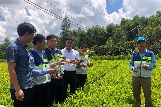 Hệ thống khuyến nông triển khai mô hình vườn ươm keo lai mô phục vụ vùng nguyên liệu tại tỉnh Quảng Trị.