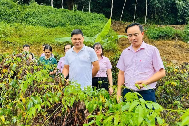 Ngân hàng chính sách xã hội chi nhánh tỉnh Thái Nguyên kiểm tra việc sử dụng vốn vay đầu tư trồng sâm nam Núi Dành tại xã Chợ Đồn. (Ảnh: NÔNG ĐUỔNG)