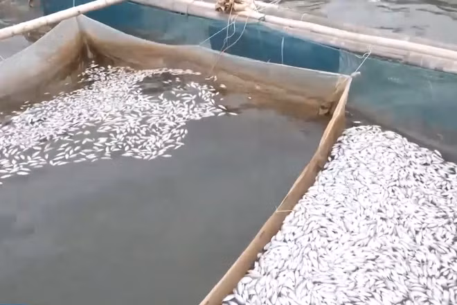 [Video] Cá chết hàng loạt trên sông Hiếu ở Quảng Trị là do nguồn nước có dấu hiệu suy giảm chất lượng
