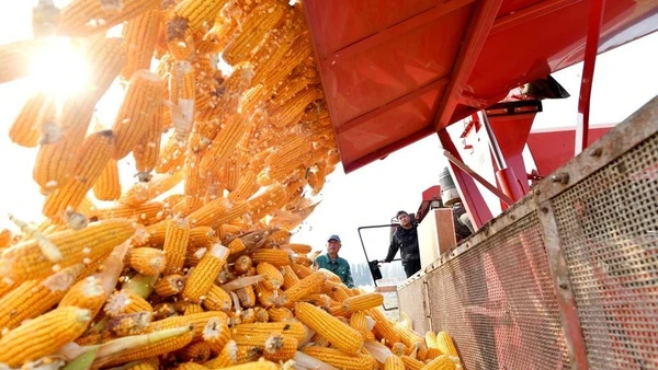 Giá ngô trong phiên hôm qua đã lao dốc tới hơn 5,4%, hiện đã lùi về mốc 165,9 USD/tấn, đánh dấu mức thấp nhất kể từ tháng 10/2025. (Ảnh: THX/TTXVN)