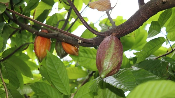 Ca-cao. (Nguồn: TTXVN)