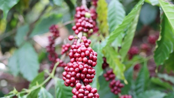 Nguồn cung cà-phê toàn cầu đang chịu áp lực ngày càng lớn. (Ảnh: Hoài Thu/TTXVN)