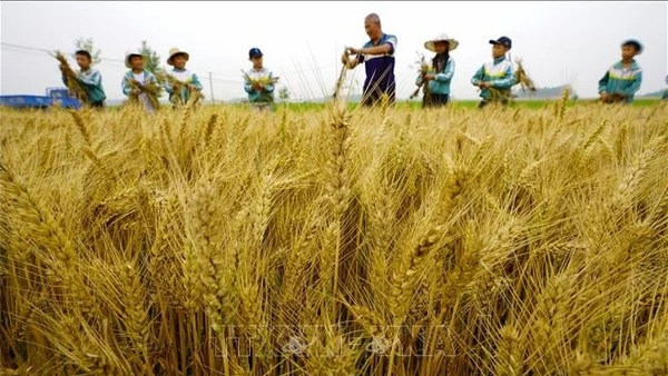 Một cánh đồng lúa mì ở tỉnh Hà Bắc, Trung Quốc. (Ảnh: THX/TTXVN)