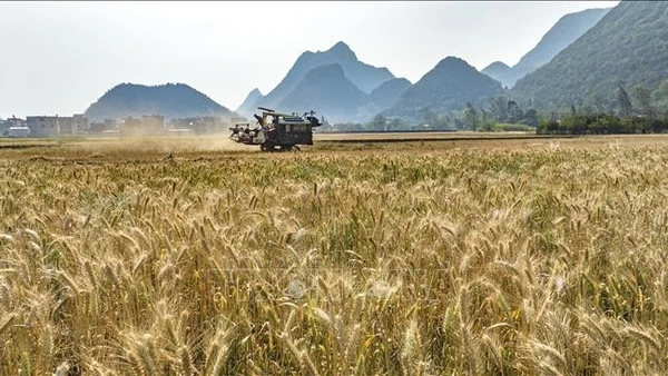 Thu hoạch lúa mì trên cánh đồng ở tỉnh Vân Nam, Trung Quốc, ngày 4/4/2024. (Ảnh: THX/TTXVN)