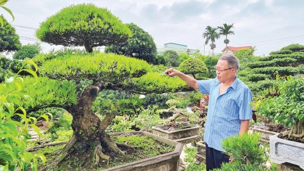 Cựu chiến binh Vũ Mạnh Hùng chăm sóc các tác phẩm cây cảnh trong khuôn viên nhà ở phường Vị Khê (Ninh Bình).