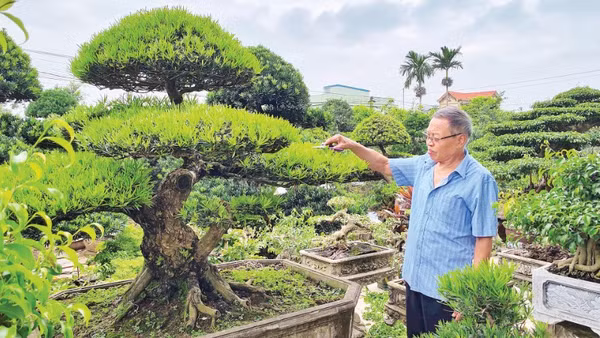 Cựu chiến binh Vũ Mạnh Hùng chăm sóc các tác phẩm cây cảnh trong khuôn viên nhà ở phường Vị Khê (Ninh Bình).