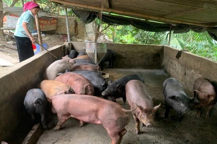 Mô hình nuôi lợn bản địa tập trung đem lại hiệu quả kinh tế cho bà con nhân dân xã Lê Lợi.