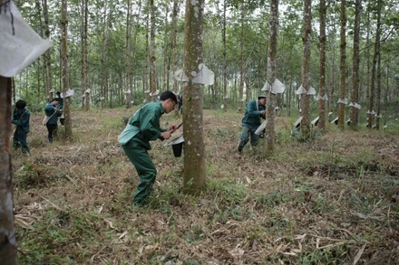 Công nhân Công ty cổ phần Cao-su Lai Châu 2 khai thác mủ.