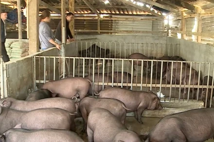 Mô hình nuôi lợn đen bản địa giúp người dân xã Phong Thổ ổn định cuộc sống vươn lên làm giàu.