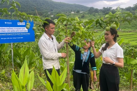Mô hình phát triển chanh leo giúp nhiều thanh niên dân tộc thiểu số xã Dào San cải thiện thu nhập ổn định đời sống.