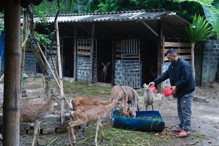 Chàng trai Si La Trần Tuấn Hiệp khởi nghiệp thành công với mô hình nuôi hươu sao.