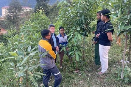 Người Mảng ở bản Nậm Ô xã Pa Tân phát triển cây quế