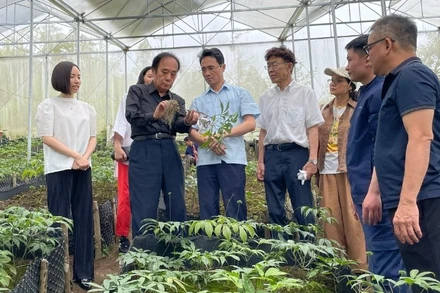 Mô hình liên kết với Nhật Bản phát triển cây sâm Lai Châu thành sản phẩm hàng hóa chất lượng cao.