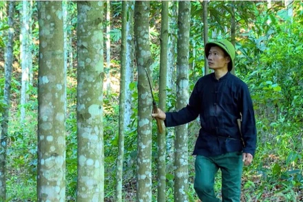 Anh Lý Văn Chém kiểm tra vườn quế của gia đình.