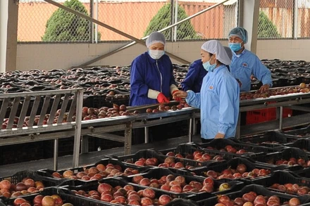 Chanh leo là mặt hàng có kim ngạch xuất khẩu lớn vào thị trường EU. 