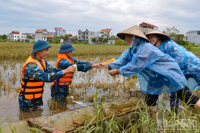 Cứu lúa ngập (Ảnh minh họa: THẾ ĐẠI)