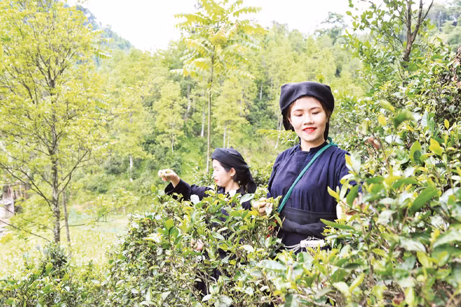 Trồng chè dưới tán rừng cây hồi tại thôn Khau Phụ, xã Bình Gia (Lạng Sơn), đem lại hiệu quả kinh tế cao. (Ảnh nhandan.vn) 