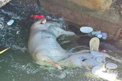 Xác lợn chết vứt trôi trên kênh Phú Ninh bốc mùi hôi thối, gây ô nhiễm môi trường nghiêm trọng.