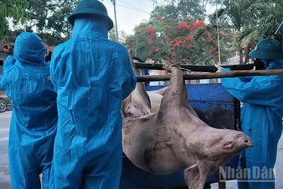 Lực lượng chức năng của phường Quảng Phú đưa lợn bị bệnh dịch tả lợn châu Phi đi tiêu hủy.
