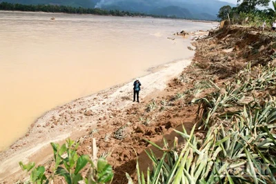 Người dân trồng dứa ở dọc sông Vu Gia bị thiệt hại nặng sau đợt mưa lũ lớn của cơn bão số 12.